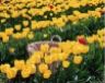Foto tulipani gialli