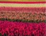 Campo di tulipani in olanda tulipans