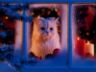 Gattino alla finestra Windows Kitty