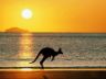 Tramonto australiano con canguro sunset kangaroo