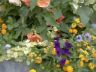 Campanelle, petunie e altri fiori colorati