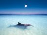 Delfino golfinho