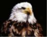 Foto aquila reale eagle