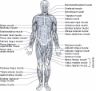 muscoli corpo umano fronte muscles atlas front