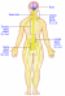 Sistema nervoso corpo umano nervous atlas groups