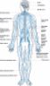 Sistema nervoso corpo umano nervous system atlas
