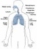 sistema respiratorio base corpo umano respiratory basic