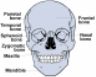 schema cranio frontale corpo umano skull atlas