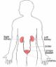 Sistema urine e reni corpo umano urinary system atlas