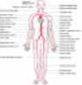 Circolazione arterie corpo umano circulation arterial