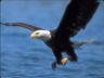 Aquila reale in volo eagle
