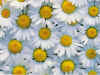 Fiori di camomilla