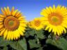 Girasoli