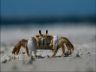 Granchio in spiaggia