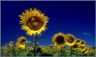 Campo di girasoli