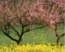 Pesco in fiore