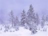 Bosco innevato