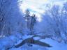 Bosco in inverno Winter photo