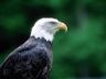 Foto aquila eagle photo