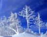 Foto alberi gelati in inverno