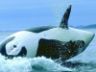 Foto orca Orca photo