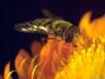 Foto insetto Insect photo