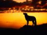 Lupo al tramonto