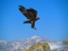 Foto aquila in volo