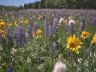 Campo in fiore flowers