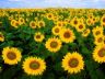 CAmpo di girasoli