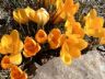 crocus in fiore