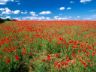 foto campo di papaveri