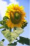 Girasole