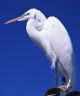 Pellicano
