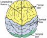 brainlobes