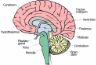 brainside