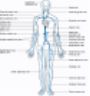 Circolazione venosa Circulation venous