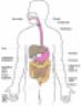 Sistema digerente Digestionatlas