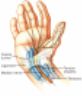 Arto superiore (mano) Hand atlas