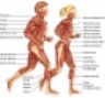 Fascie muscolari corpo umano muuscles atlas side
