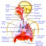 Dettaglio sistema respiratorio umano respiratory detail