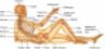 Scheletro corpo umano skeleton atlas