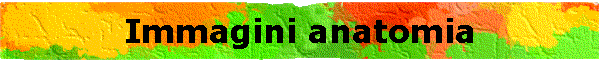 Immagini anatomia