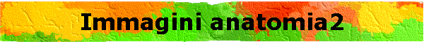 Immagini anatomia2